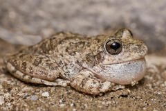 Pseudacris cadaverina