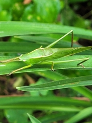 Neoconocephalus retusus