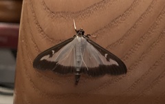Cydalima perspectalis