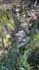 Polypogon monspeliensis