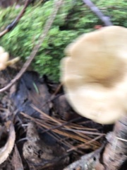 Clitocybaceae