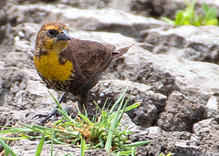 Xanthocephalus xanthocephalus