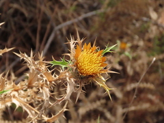 Carlina hispanica