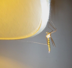 Nephrotoma ferruginea