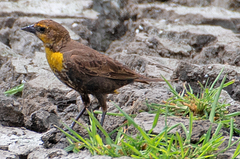 Xanthocephalus xanthocephalus