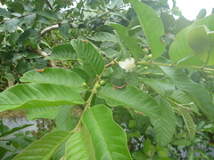 Psidium
