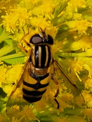 Helophilus fasciatus