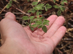 Cistus salviifolius