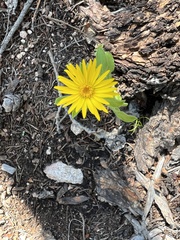 Arnica cordifolia