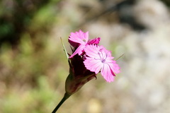 Dianthus capitatus