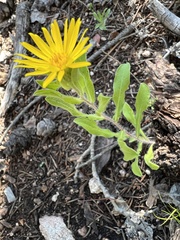 Arnica cordifolia