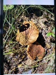 Aureoboletus innixus