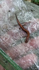 Plethodon serratus