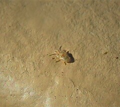 Thaumastocoris peregrinus