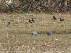 Patagioenas maculosa