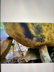 Aureoboletus innixus