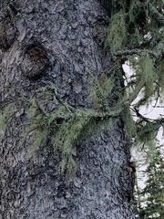 Usnea hirta