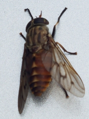 Tabanus sulcifrons