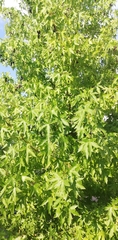 Platanus