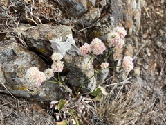 Eriogonum nudum