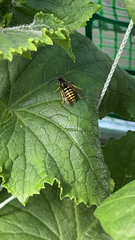 Dolichovespula arenaria