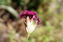 Dianthus capitatus