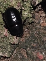 Pentodontini
