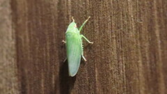 Rugosana querci