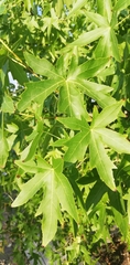 Platanus