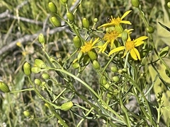 Senecio spartioides