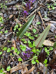 Hardenbergia violacea