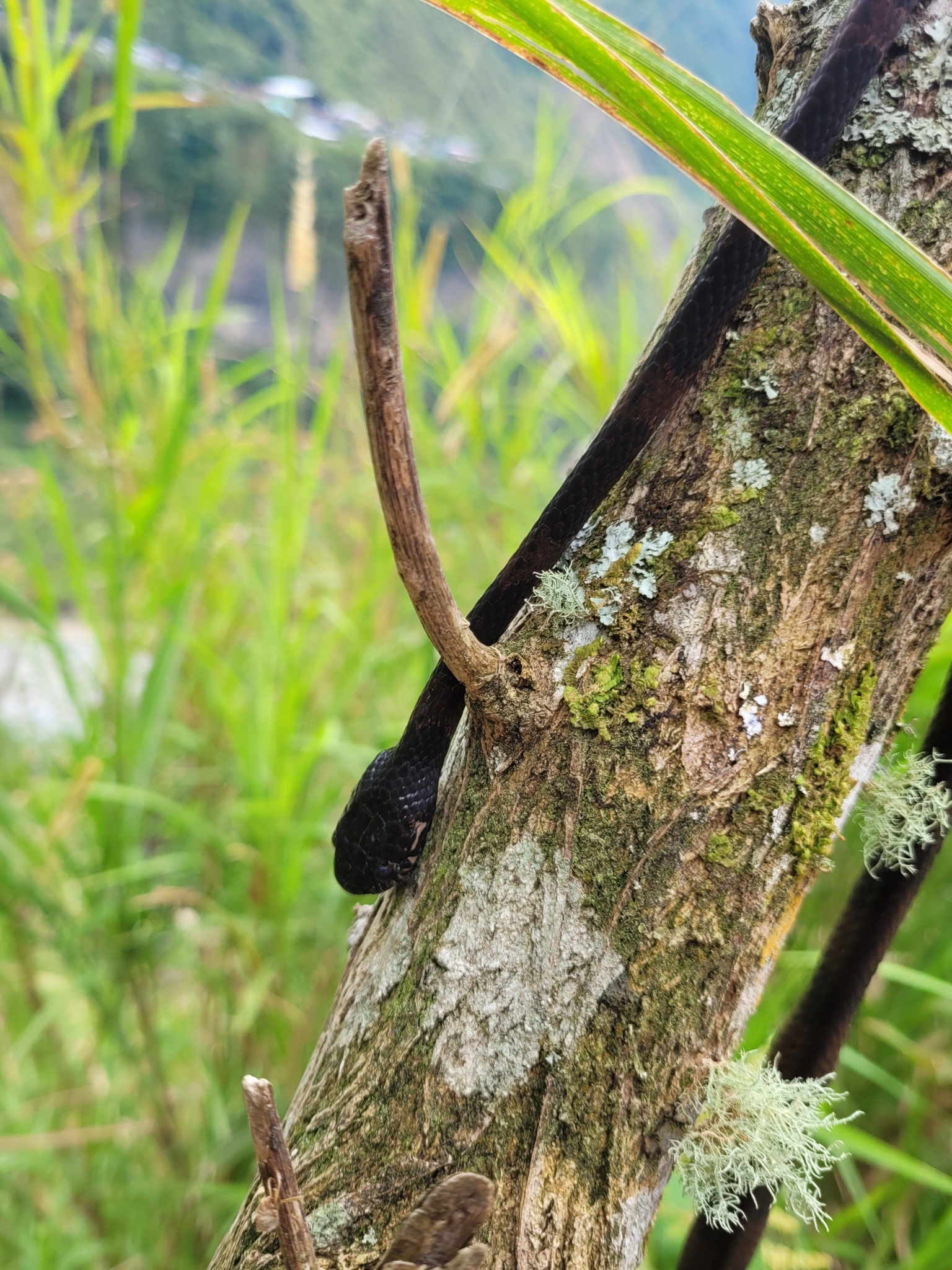 Palmer’s Snail-Eater, Dipsas palmeri
