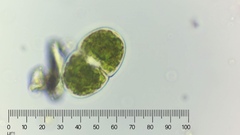 Cosmarium