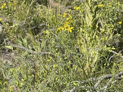 Senecio spartioides