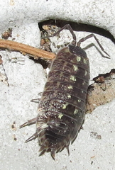 Porcellio spinicornis