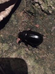 Pentodontini