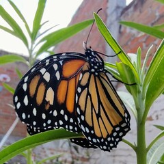 Danaus plexippus plexippus