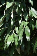 Quercus oblongata