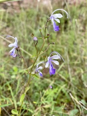 Trichostema arizonicum
