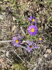 Dieteria canescens