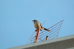 Mimus saturninus