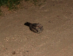 Caprimulgus europaeus