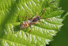 Nomada