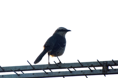 Mimus saturninus