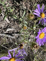 Dieteria canescens