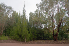 Casuarina glauca