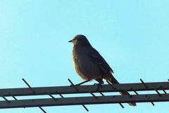 Mimus saturninus