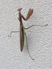 Tenodera sinensis