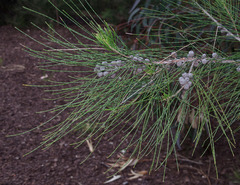 Casuarina glauca