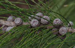 Casuarina glauca